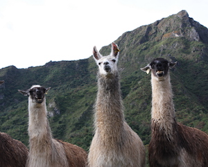 llamas