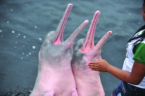 PinkDolphins